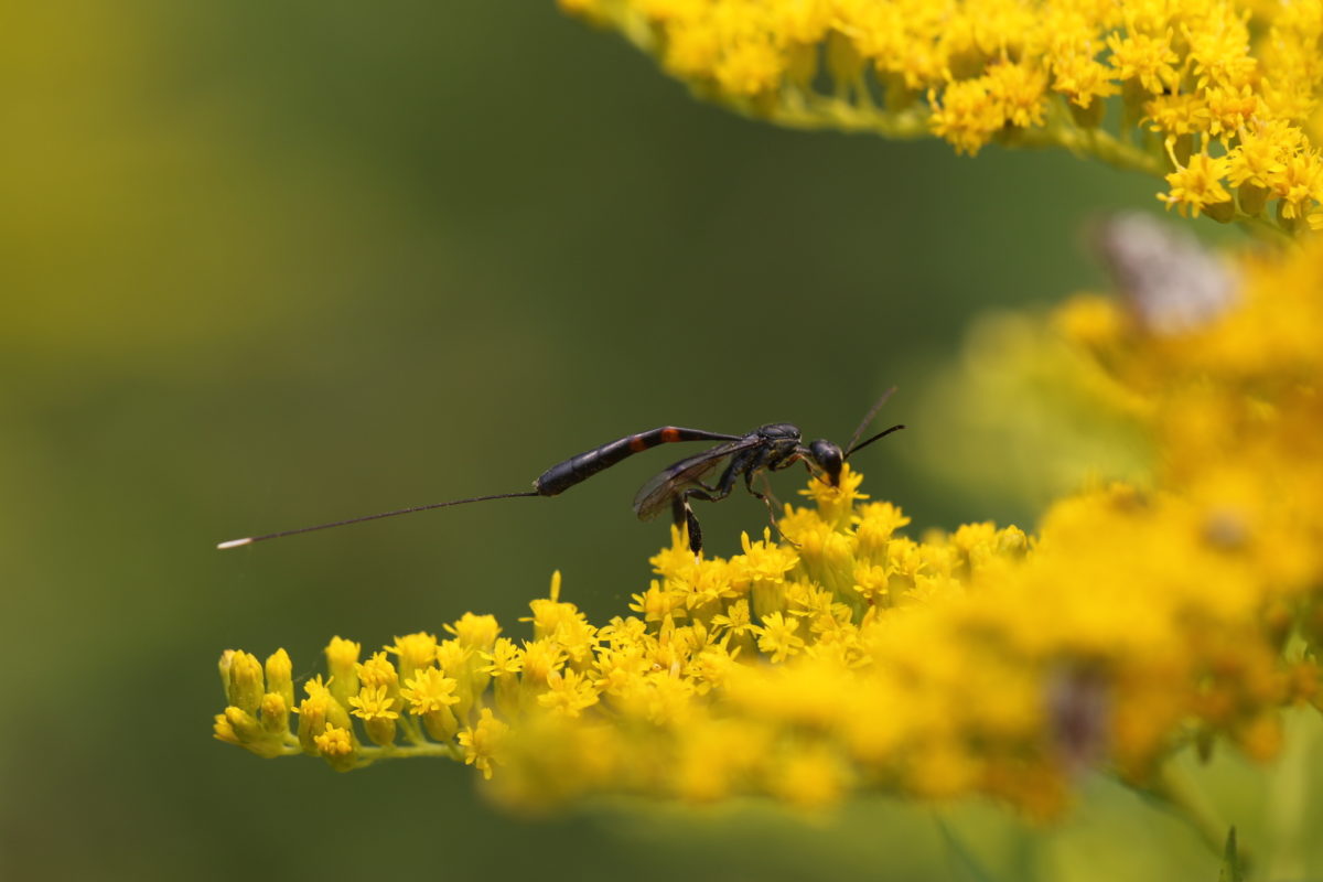 A female Carrot Wasp—a nightmare for a Masked Bee, but potential pollinator for this goldenrod flower.  © Spencer Hardy