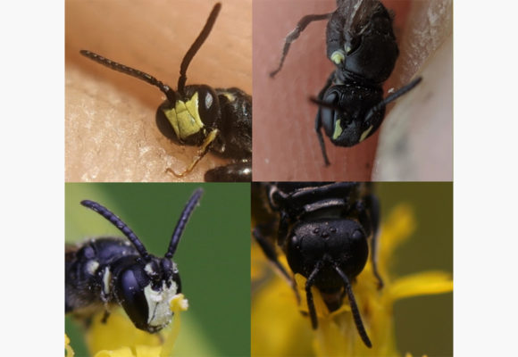 12883, , Masked bees, , , image/jpeg, https://vtecostudies.org/wp-content/uploads/2022/10/Masked-bees.jpg, 1200, 800, Array, Array © Spencer Hardy