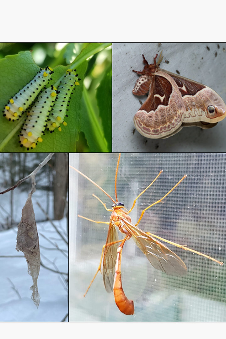 Photo composite of the Promethea Silkmoth and one of its parasitoids. Clockwise from top left: Promethea Silkmoth caterpillars in July [CC-BY-NC Levi Smith], Promethea Silkmoth Adult in June [CC-BY-NC Jack Forrester], Enicospilus americanus-complex adult in October [CC-BY-NC Sheila Potter], and Promethea Silkmoth cocoon in January (with a guest that won’t leave?) [CC-BY-NC Erin Talmage].  