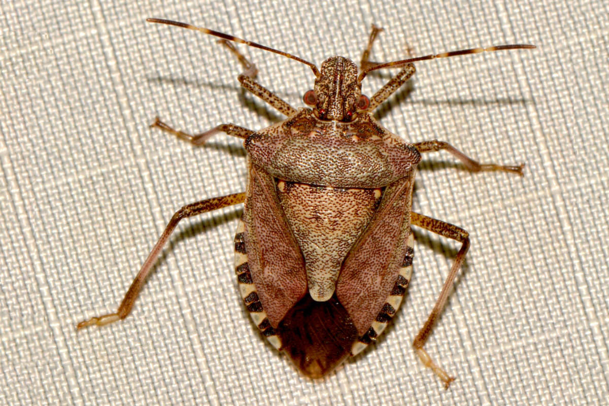 Brown Marmorated Stink Bug © colivia on iNaturalist licensed under CC-BY-NC