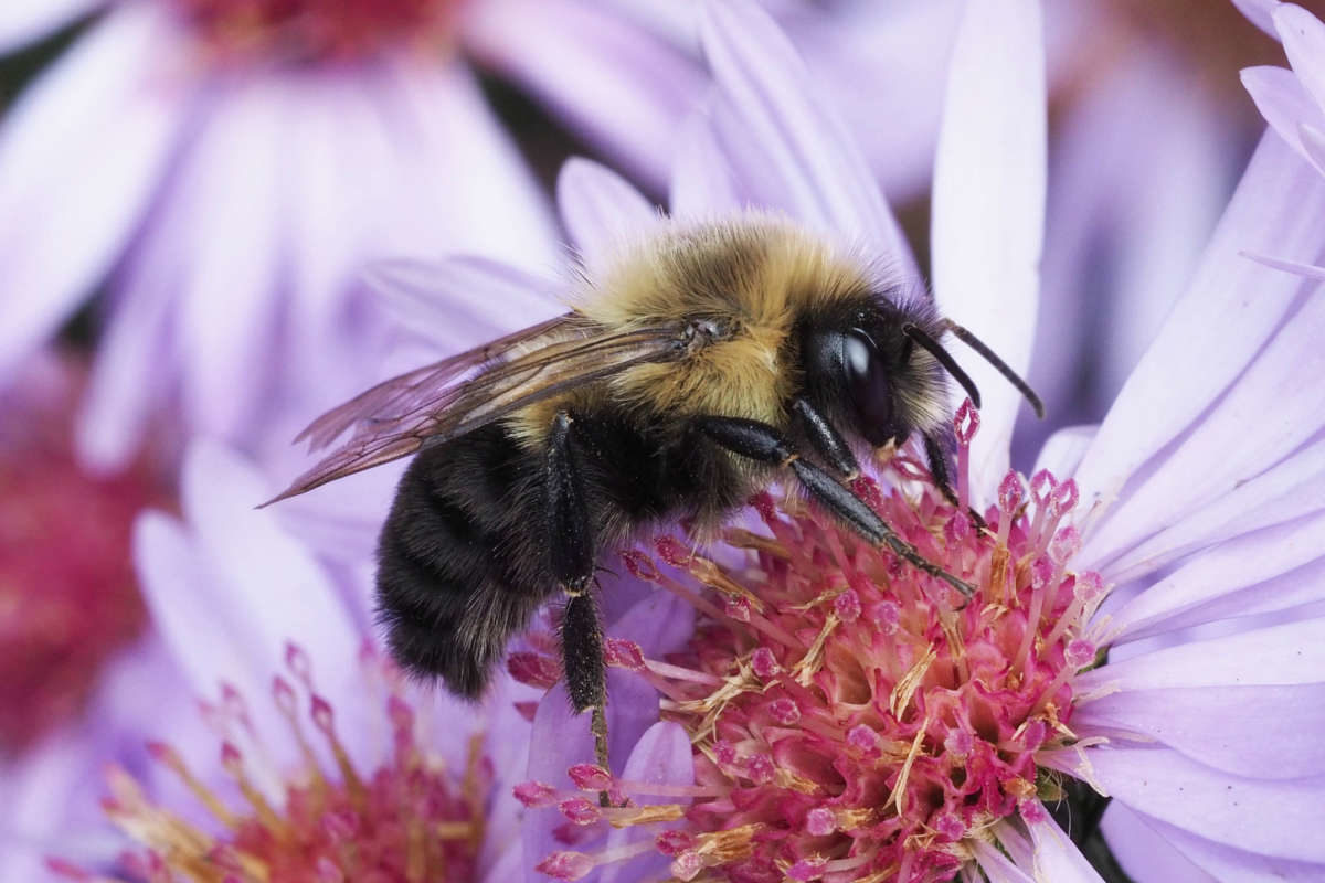 Common Eastern Bumble Bee © Ed Linton