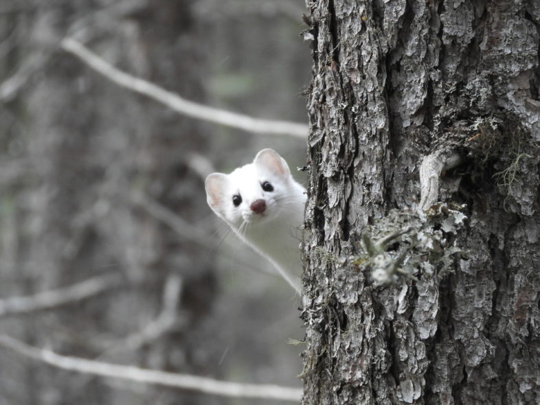 November 2022 Photoobservation of the Month Vermont Center for