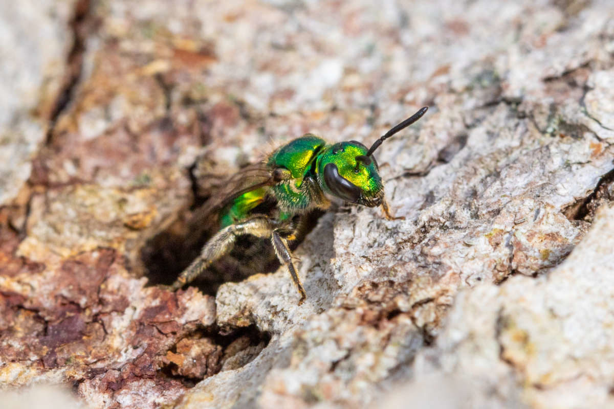 Pure Green Sweat Bees © Spencer Hardy
