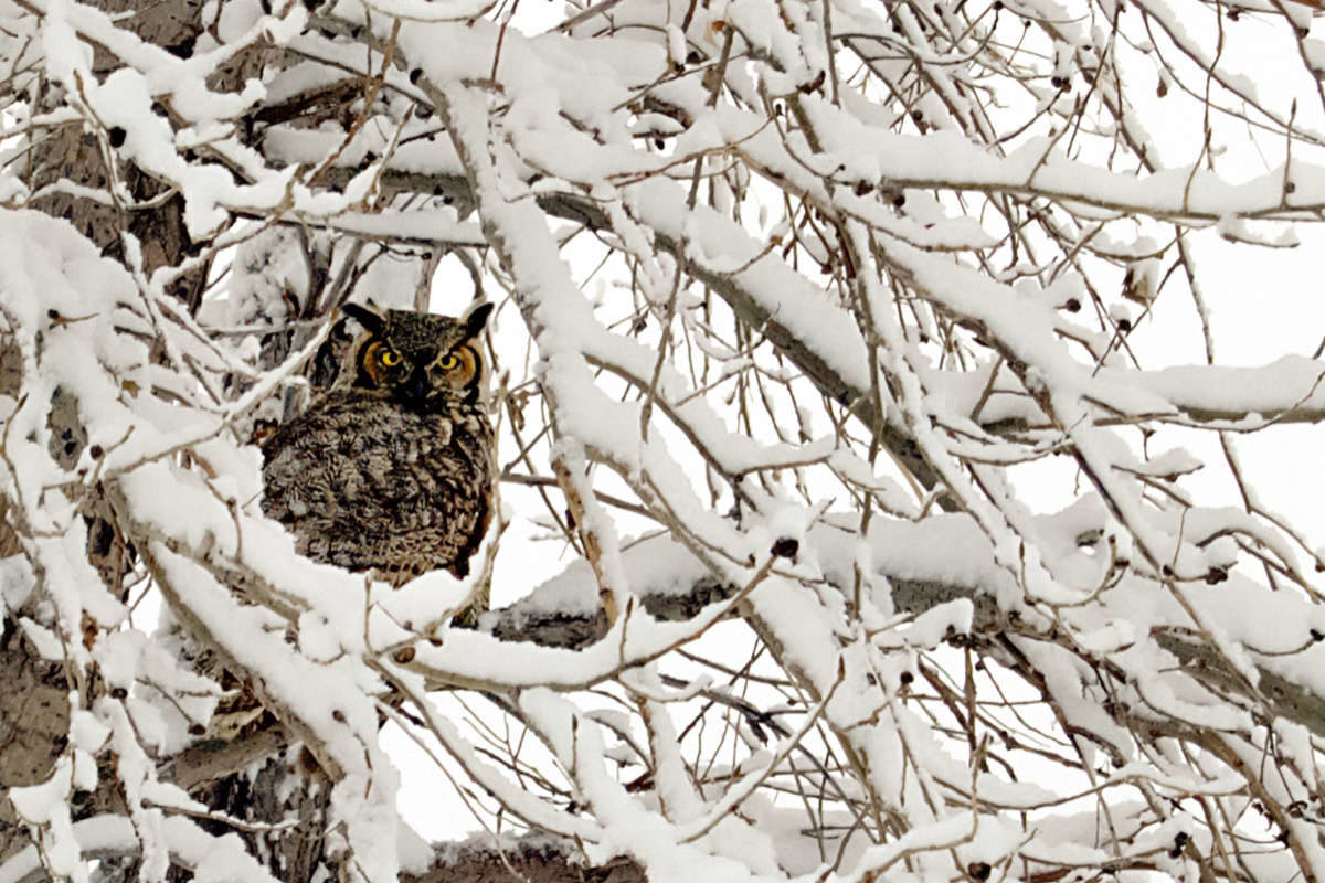 Great Horned Owl in winter. © Kyle Wasinger