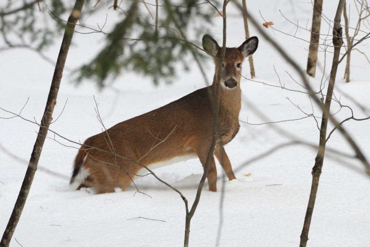 White-tailed Deer wading through deep snow. © Putneypics
