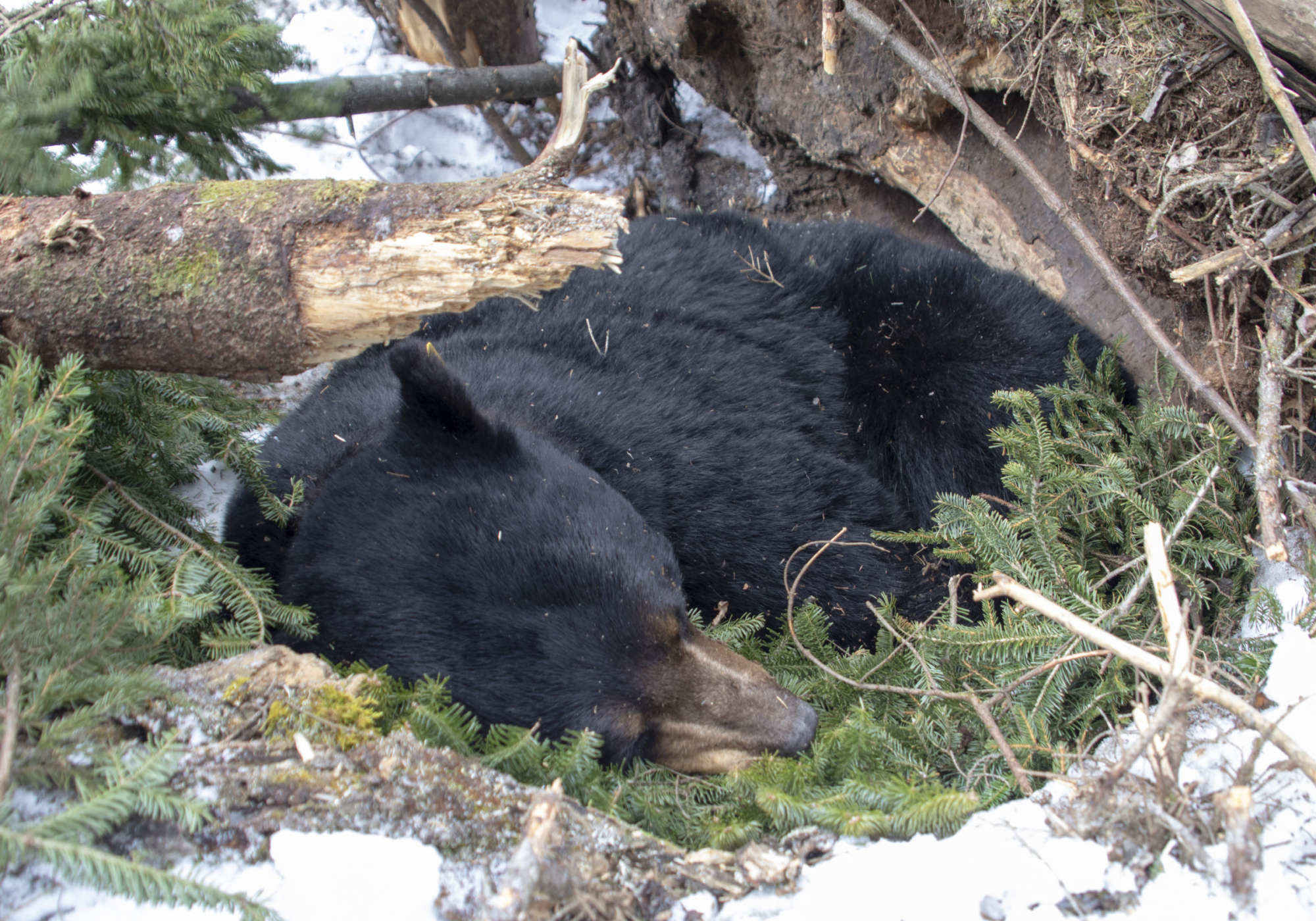 Stark the Black Bear rests on his bed of balsam fir in his den after being checked by biologists. Soon after this image was taken, they covered his den back over with the logs, sticks, and snow to let him rest for the remainder of winter.  © K.P. McFarland