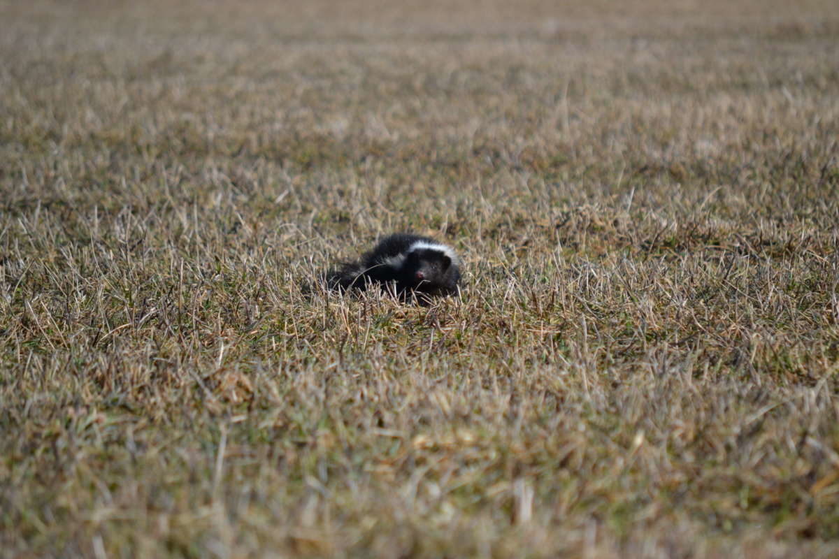 Striped Skunk observed foraging. © Nick Tepper