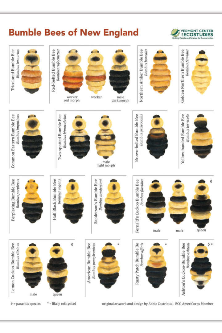 Bumble Bees of New England Guide Illustrations by Abigail Castriotta