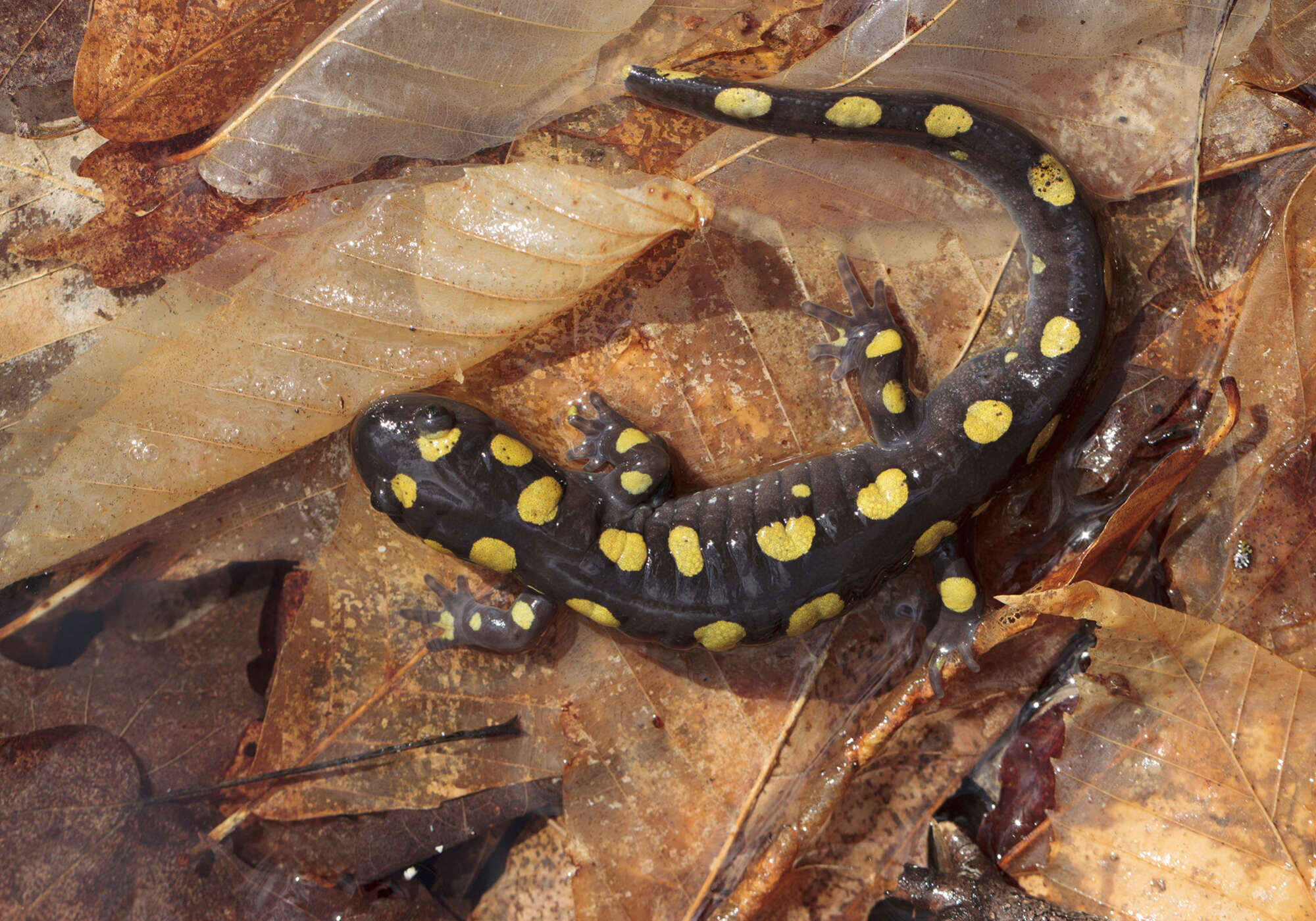 Spotted Salamander © Kent McFarland