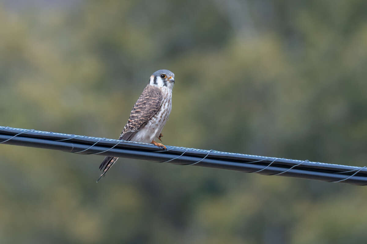 American Kestrel © Kyle Tansley licensed under CC-BY-NC on iNaturalist
