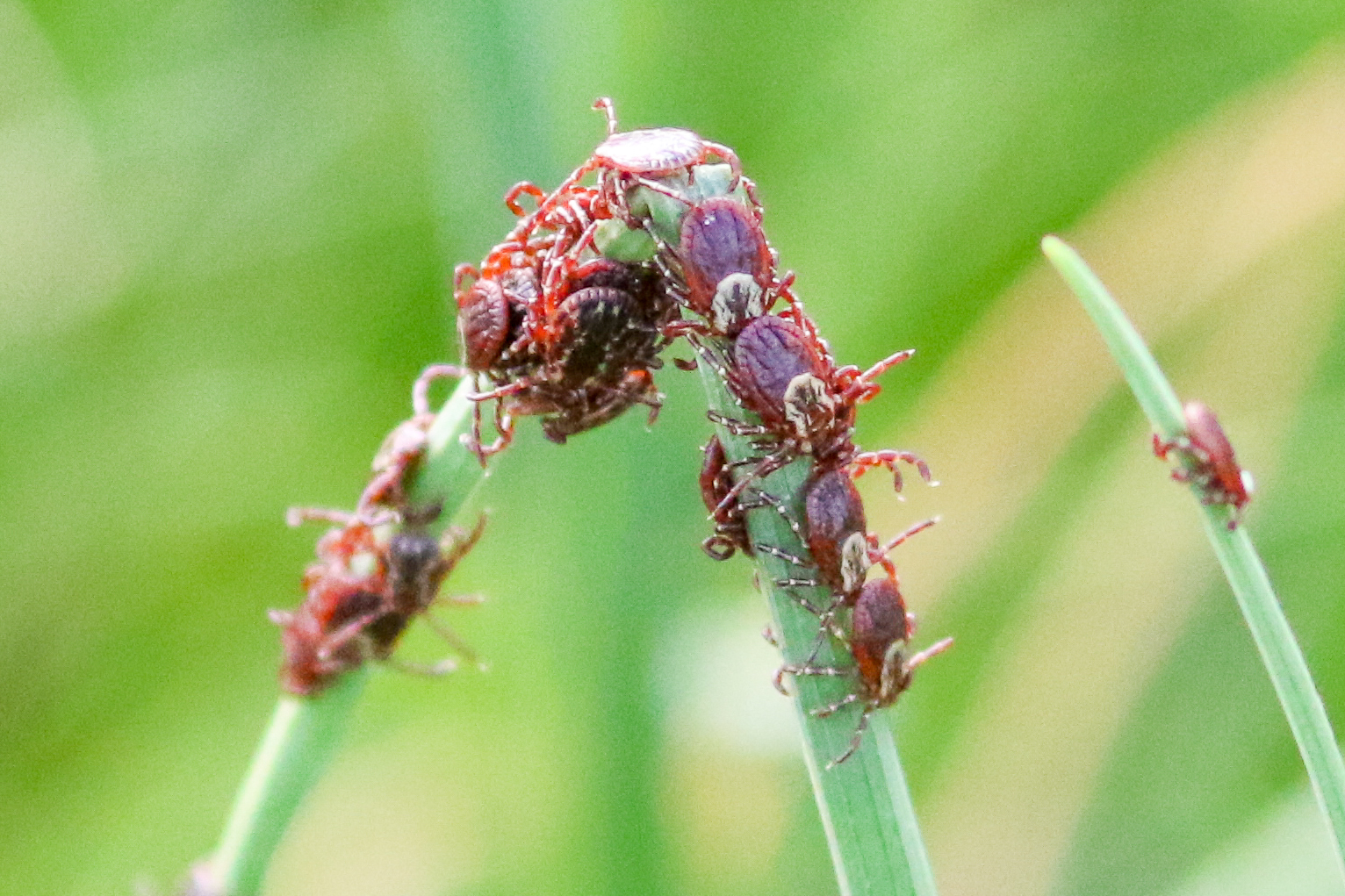 Upper Valley Backyard Tick Project Vermont Center for Ecostudies