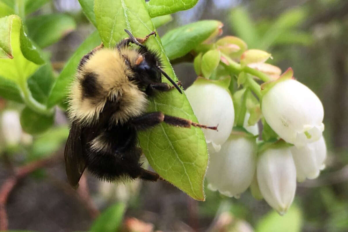 Bumble bee visiting a blueberry flower. See https://www.inaturalist.org/observations/12807025. Leif Richardson