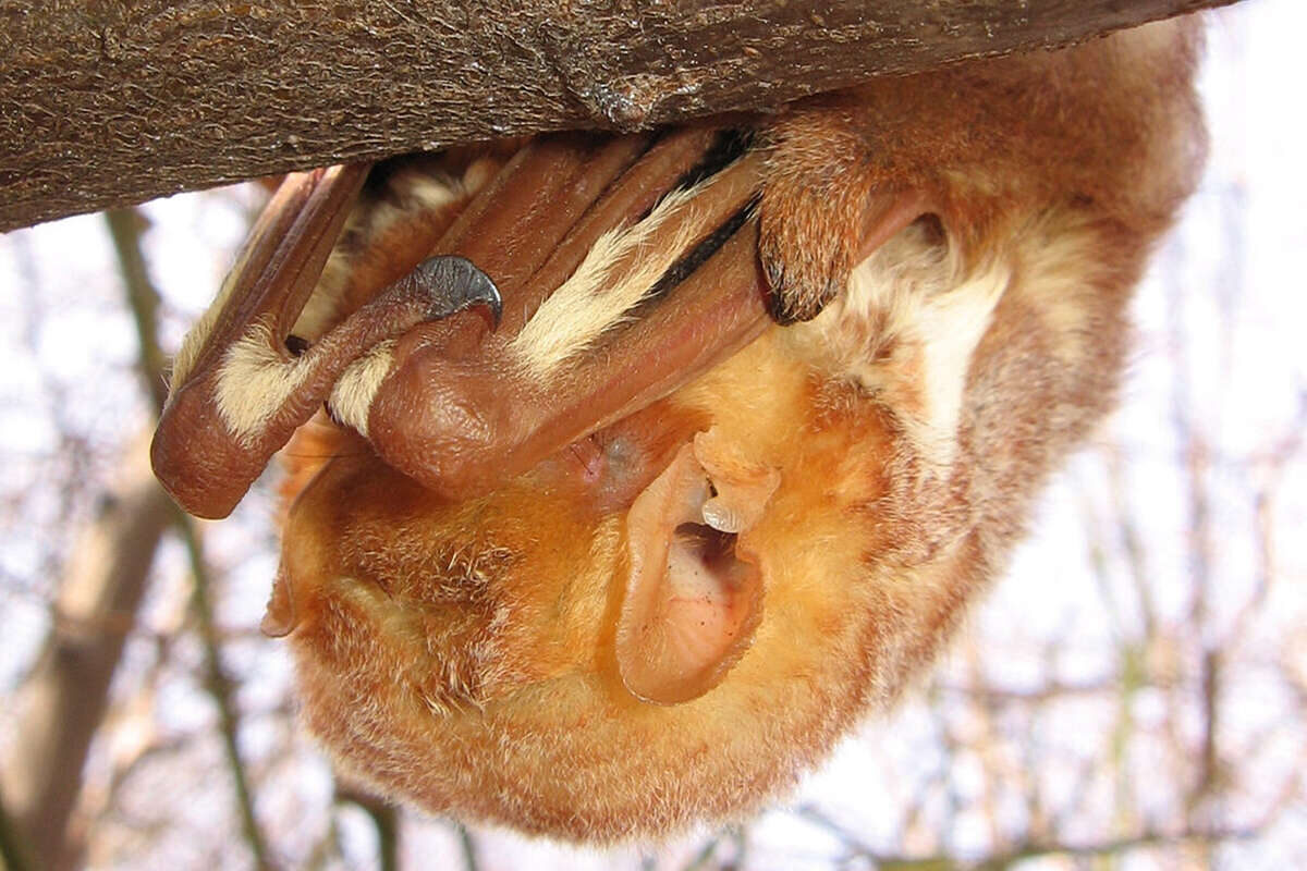 Eastern Red Bat roosting while on migration.  Anita Gould