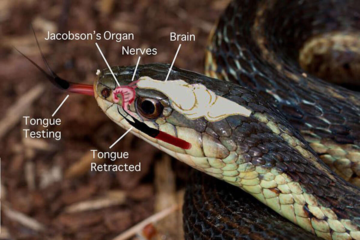 Schematic of a the olfactory organs used by an Eastern Garter Snake.  Kent McFarland
