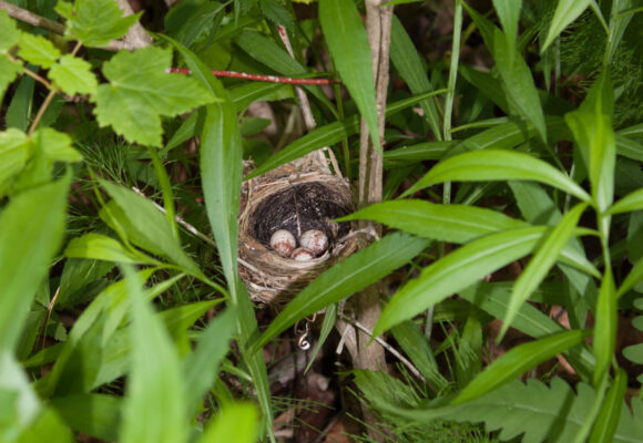13511, , Black-throated Blue Warbler nest with eggs, Black-throated Blue Warbler nest with eggs. Kent McFarland, , image/jpeg, https://vtecostudies.org/wp-content/uploads/2023/06/IMG_1211.jpg, 1667, 2500, Array, Array Kent McFarland
