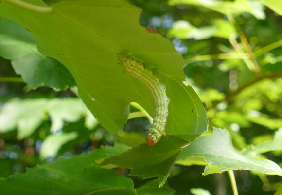 13510, , Rosy maple moth larva, , , image/jpeg, https://vtecostudies.org/wp-content/uploads/2023/06/Rosy-maple-moth-larva.jpg, 1024, 683, Array, Array Desiree Narango