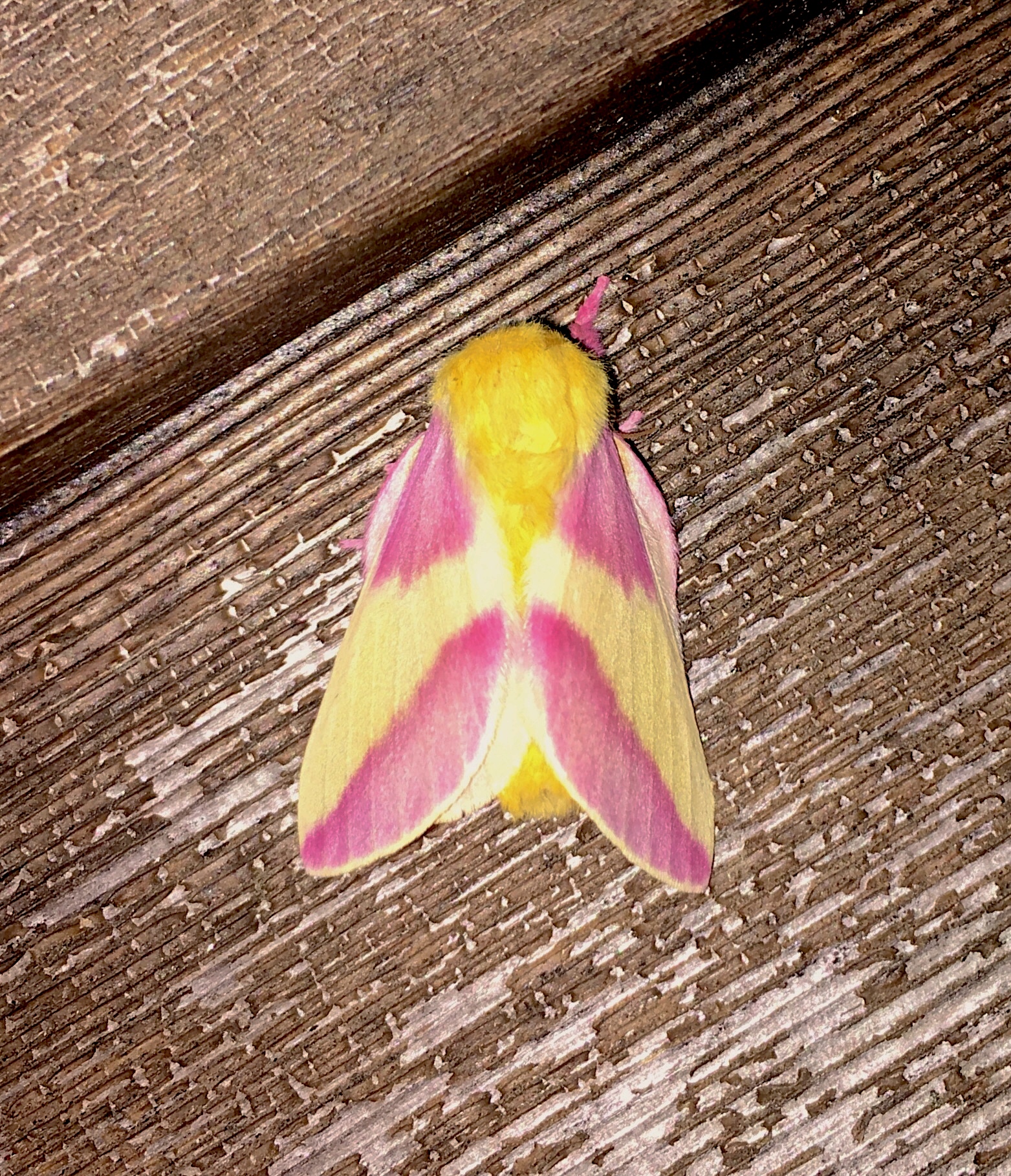 Rosy maple moths are my new fav type of moth