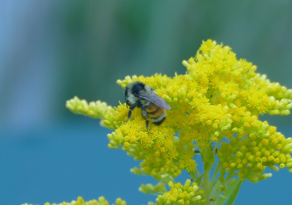 help-vce-document-pollinators-on-plants-vermont-center-for-ecostudies