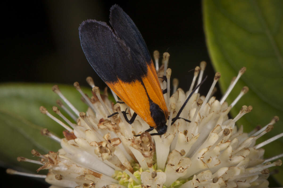 Black-and-yellow Lichen Moth <i>(Lycomorpha pholus)</i> sipping nectar from Buttonbush (Cephalanthus occidentalis). © Kent McFarland