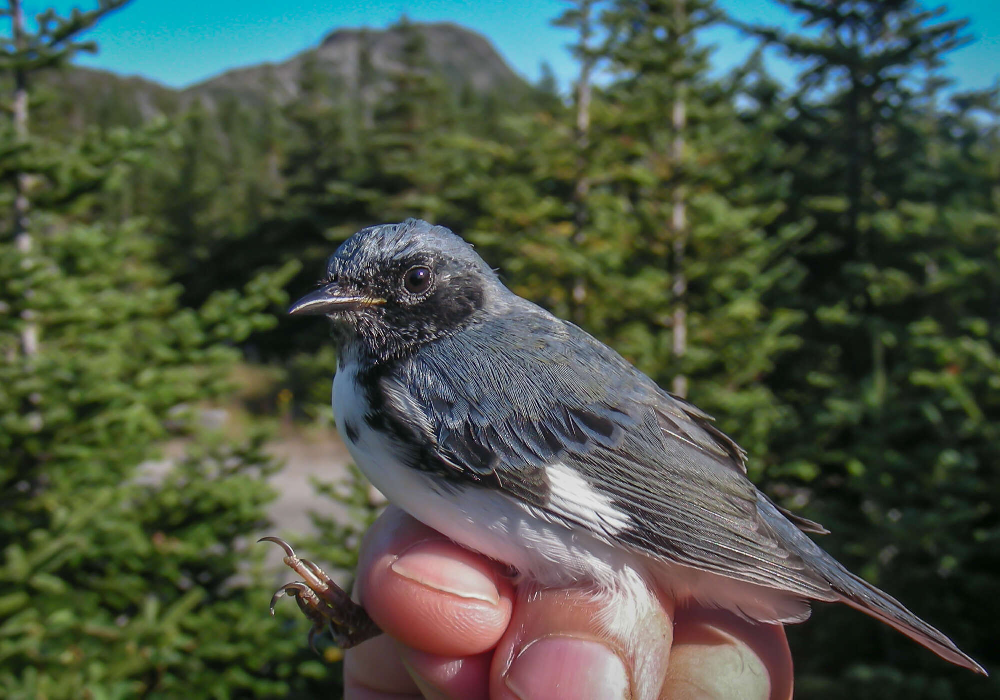 Juvenile Black-throated Blue Warbler male banded on Mt. Mansfield, Vermont K.P. McFarland