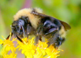 Bumblebee Photographed in Backyard is a New Species for Vermont