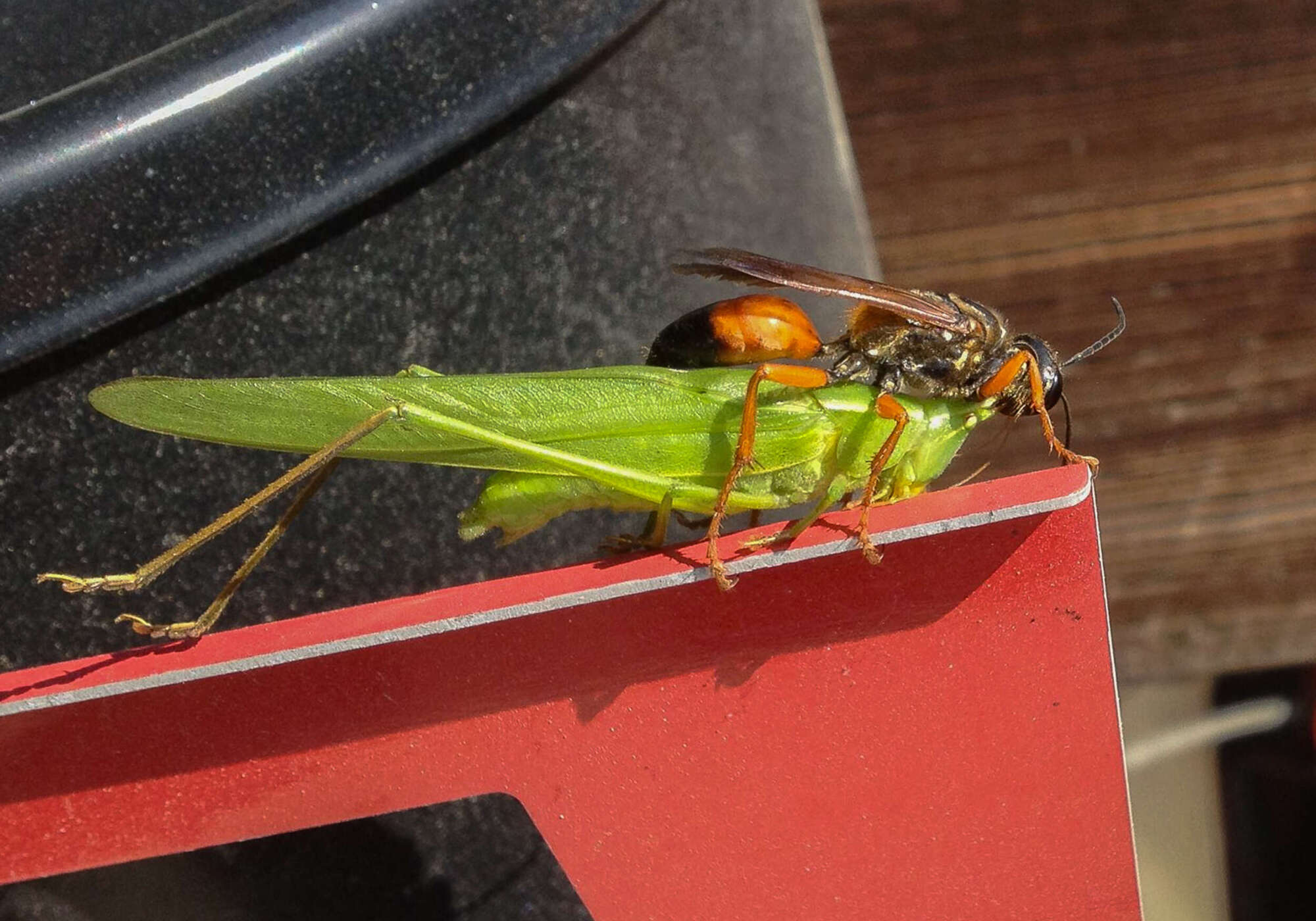 A Great Golden Digger Wasp carries a katydid. K.P. McFarland