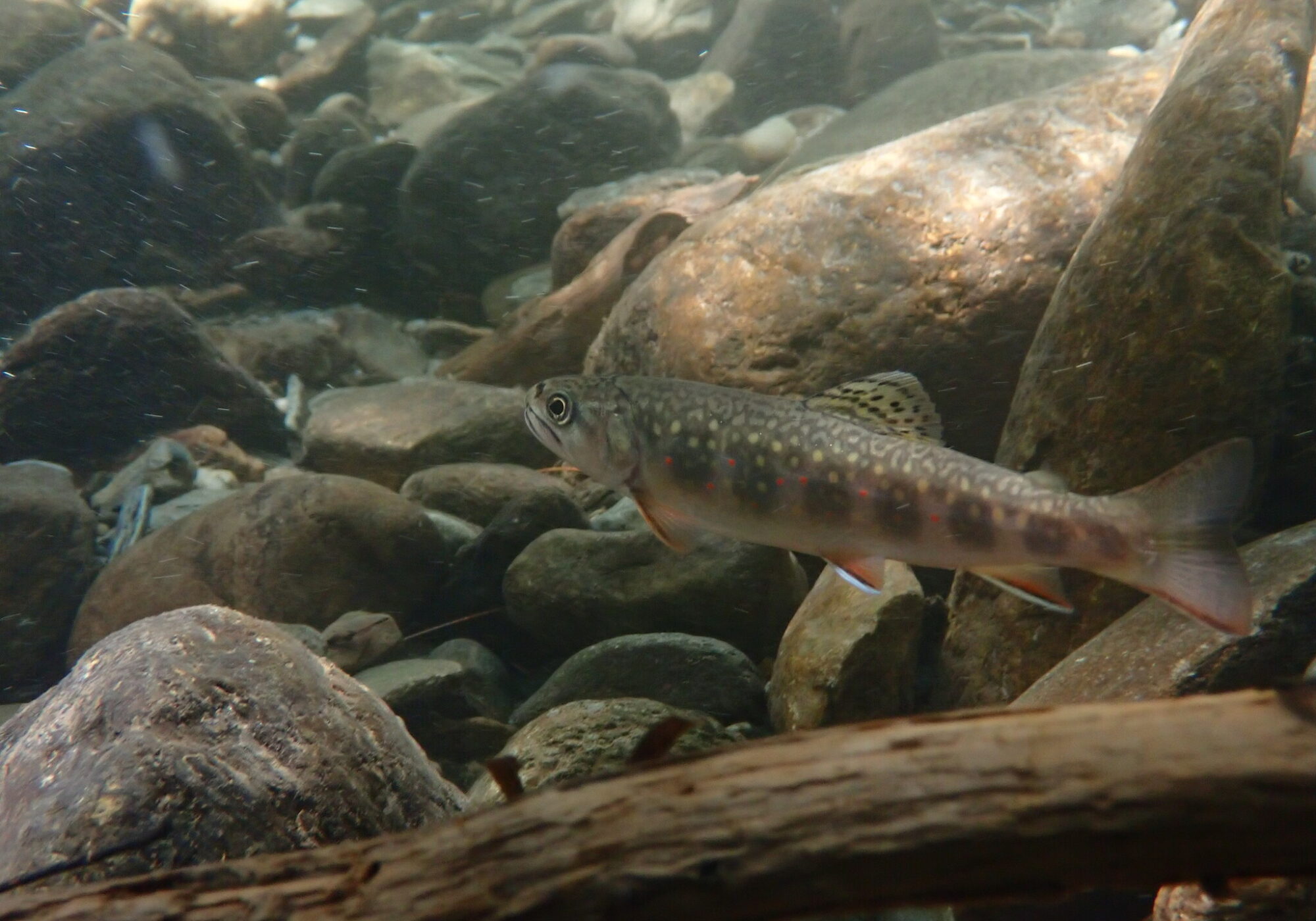 Brook Trout in Sherman Brook (Huntington, VT) shared with the Vermont Atlas of Life on iNaturalist Richard Joyce 