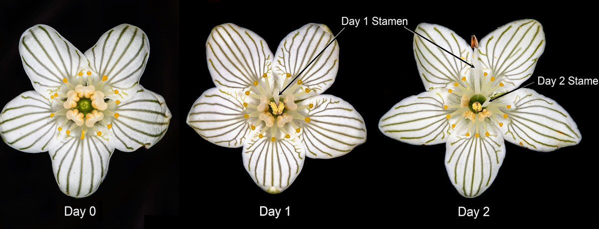 Day to day gyrations of the stamens, the male parts of the flower, in an attempt to dust pollen on visiting insects. Bryan Pfeiffer