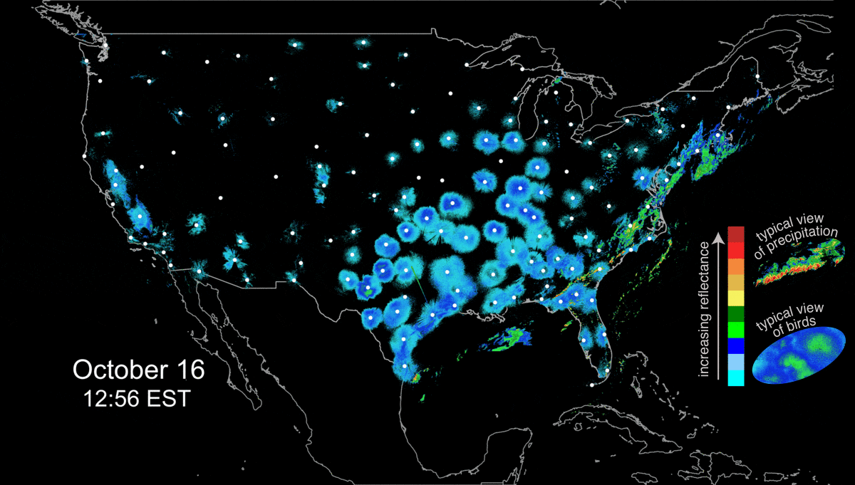 A 24-hour national mosaic animation of radar imagery featuring large numbers of birds taking flight. Circular blue and green features represent bird migration; precipitation appears as irregular bands. (Base reflectivity radar imagery from October 16th-17th, 2017, 12pm-12pm EST.) BirdCast