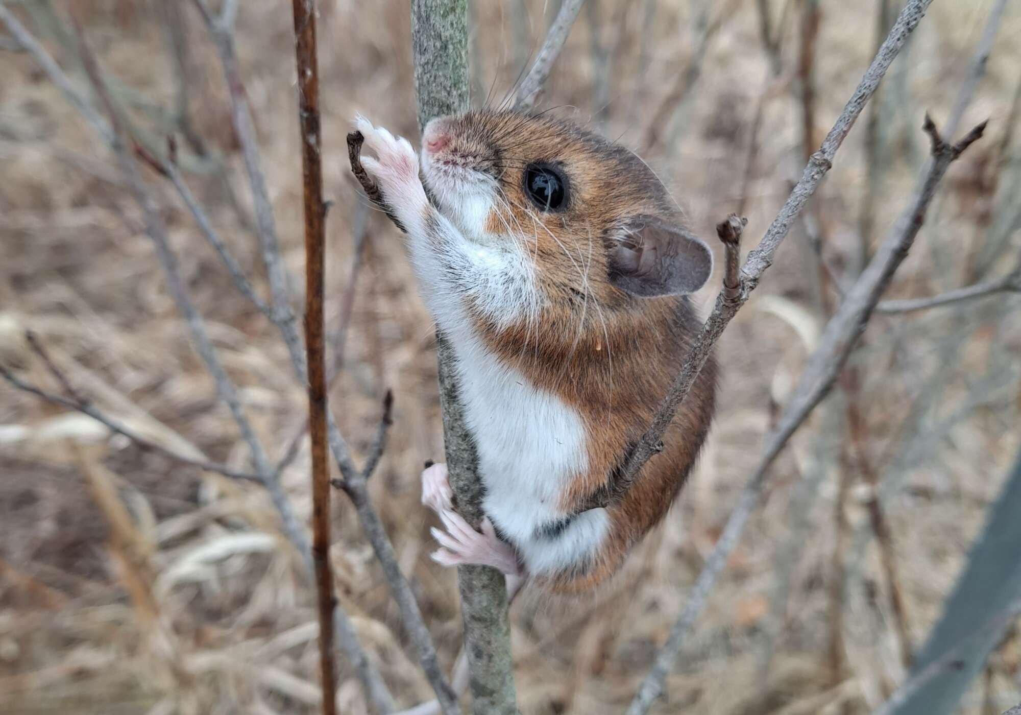 White-footed Deermouse observation shared with the Vermont Atlas of Life on iNaturalist (https://www.inaturalist.org/observations/148828022) meltraros