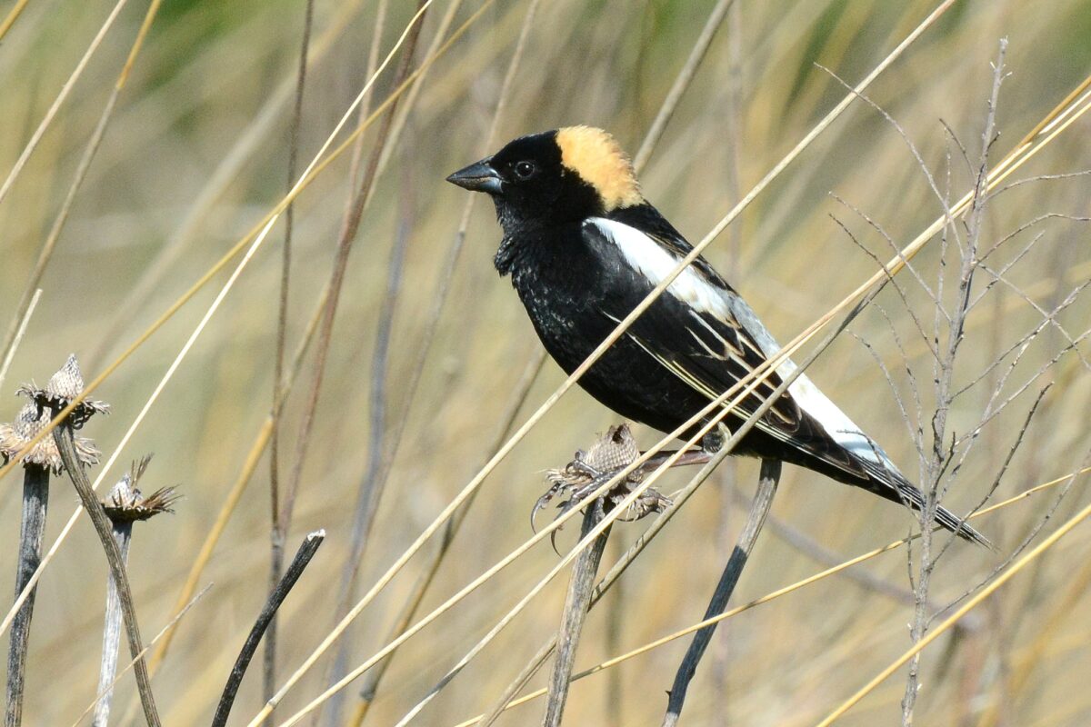 A male Bobolink perches in a field © U.S. Fish and Wildlife Service, Midwest Region