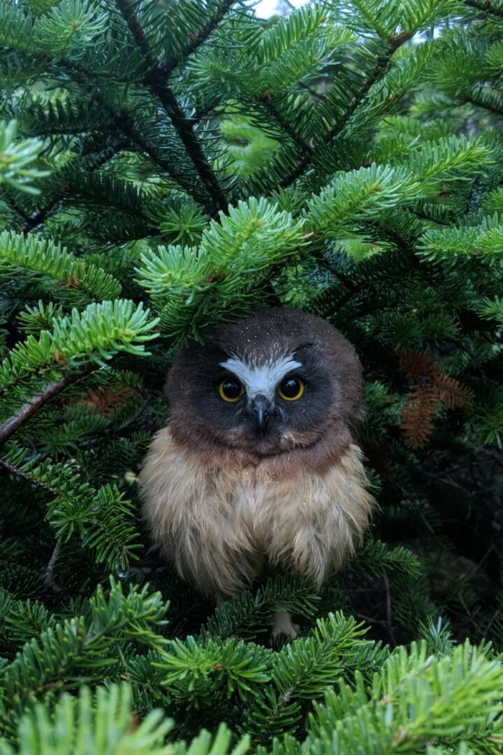 A juvenile Northern Saw-whet Owl peers out through spruce branches. © Nathaniel Sharp