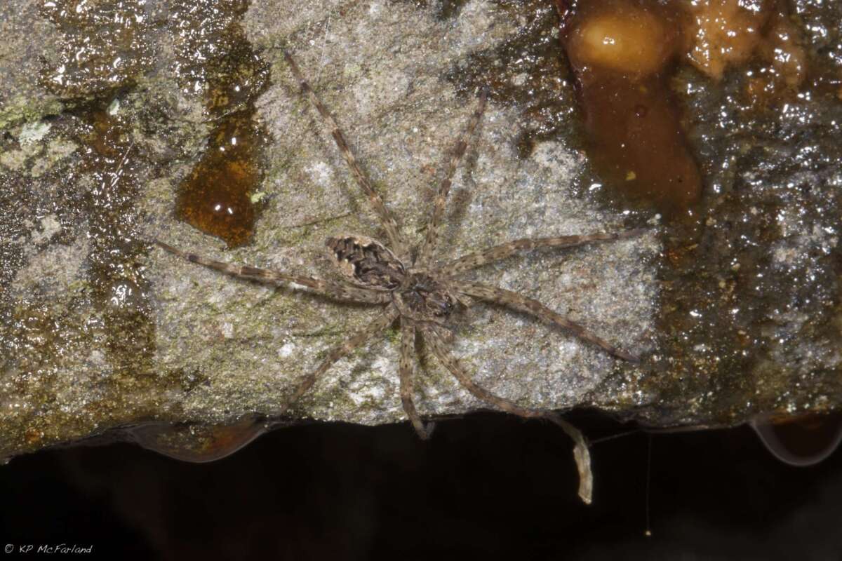 Dark Fishing Spider <i>(Dolomedes tenebrosus)</i> © Kent McFarland