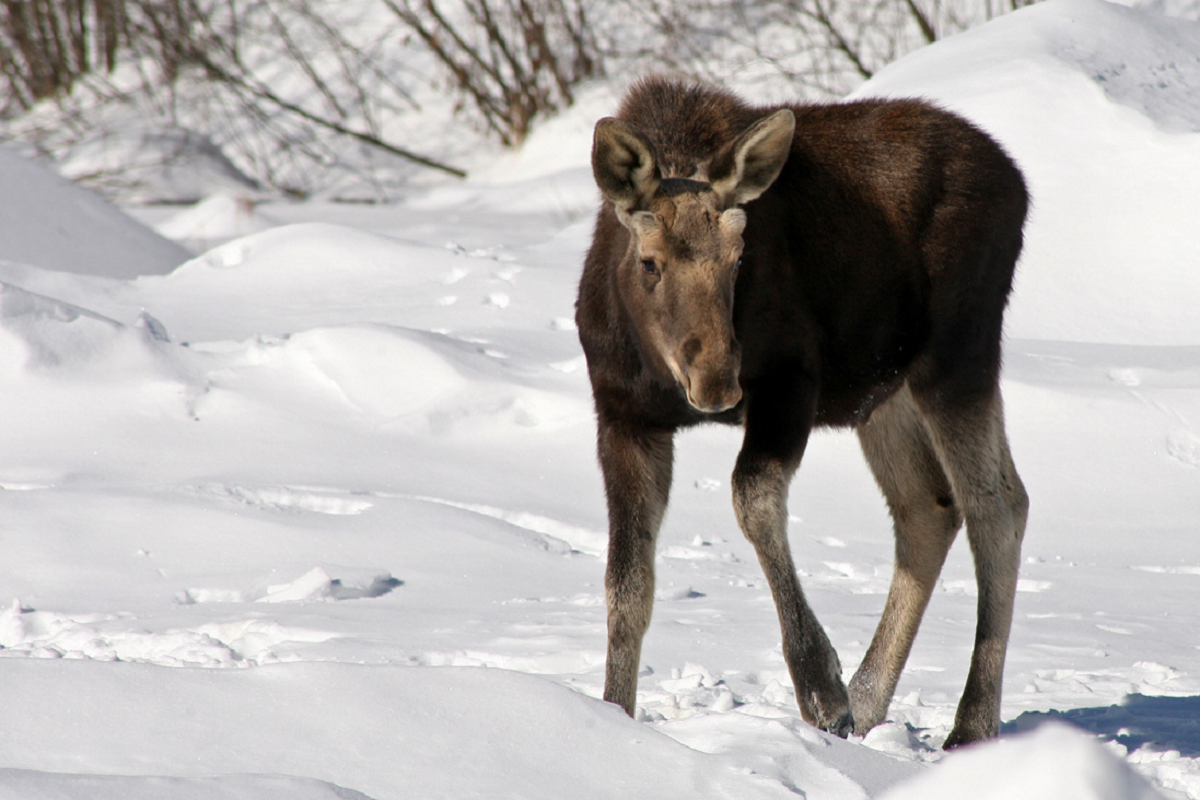 A young moose photographed by Ed Sharron in Rochester, VT. © Ed Sharron