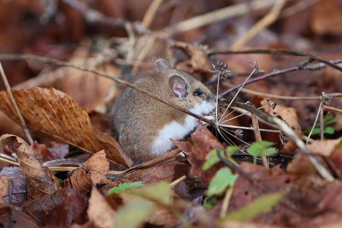 Deer Mouse/White-footed Mouse (genus <i>Peromyscus</i>) © Sarah Carline