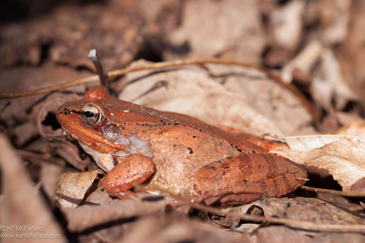 Wood Frog newly emerged in spring from a long winter nap. © Kent McFarland