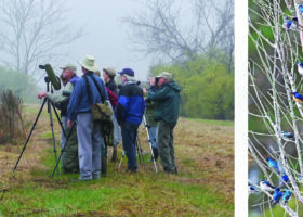 Reflections from 65 (Collective) Years of Birding the Upper Valley