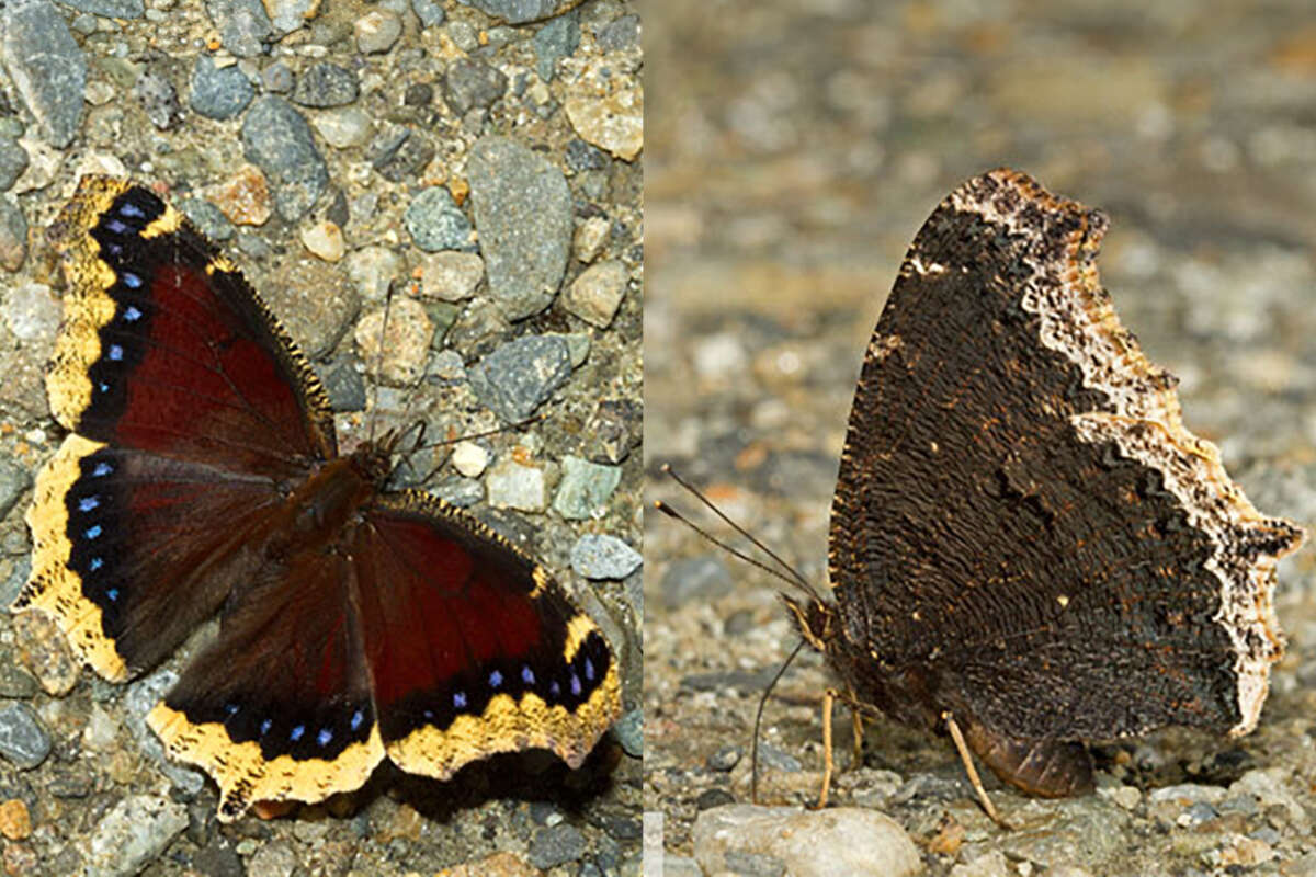 Mourning Cloak <i>(Nymphalis antiopa)</i> – dorsal and ventral © Bryan Pfeiffer