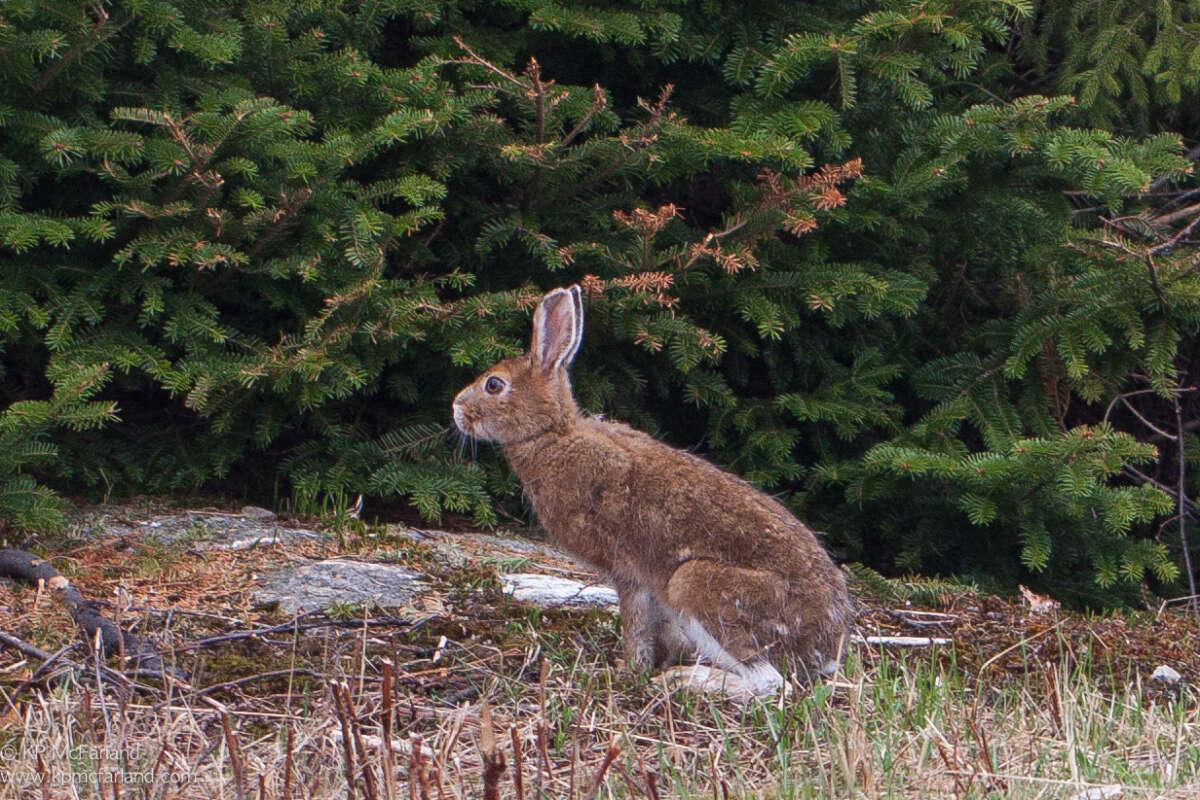 Snowshoe Hare <i>(Lepus americanus)</i> © Kent McFarland