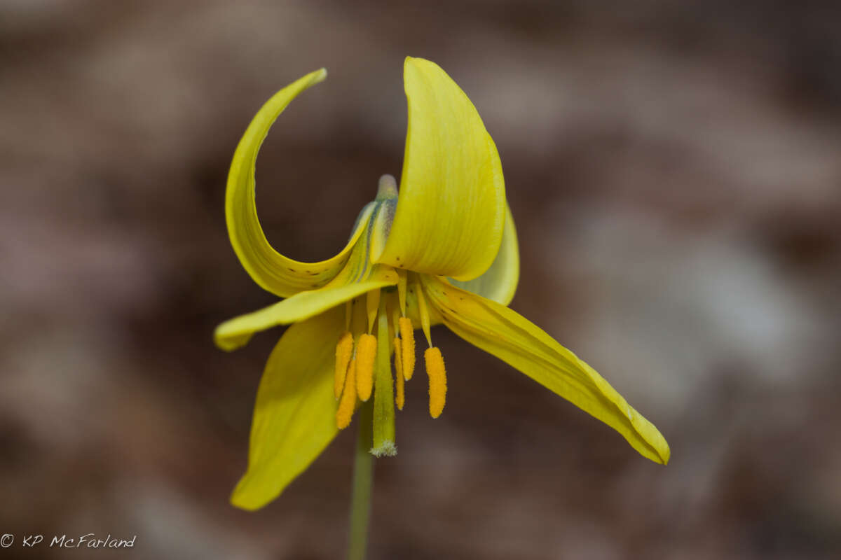 Trout Lily, Dogtooth Violet <i>(Erythronium americanum)</i> © Kent McFarland