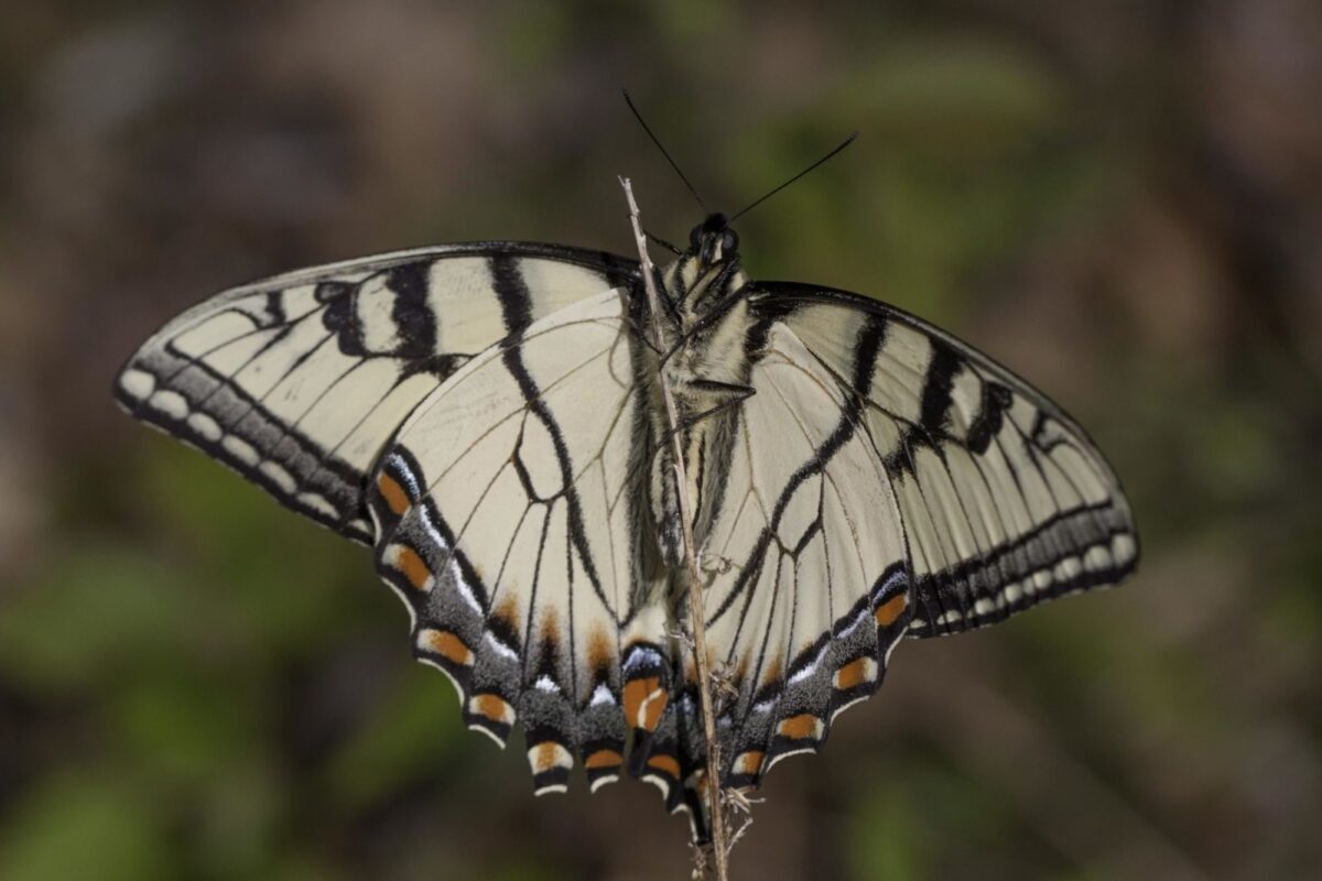 Appalachian Tiger Swallowtail <i>(Papilio appalachiensis)</i> at the Great Smokey Mountain NP -Oconalluftee Visitors Center. © Kent McFarland