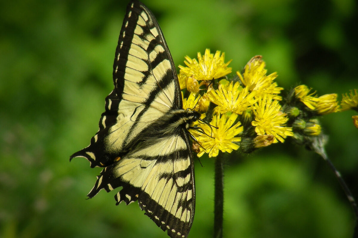 Canadian Tiger Swallowtail <i>(Papilio canadensis)</i> in Vermont. © Kent McFarland