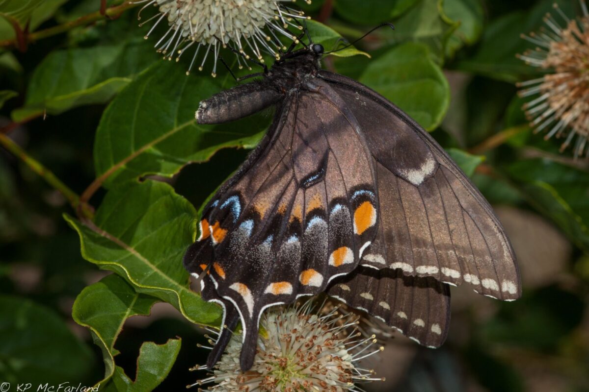 Eastern Tiger Swallowtail <i>(Papilio glaucus)</i> dark form female nectaring on Buttonbush in Maryland. © Kent McFarland