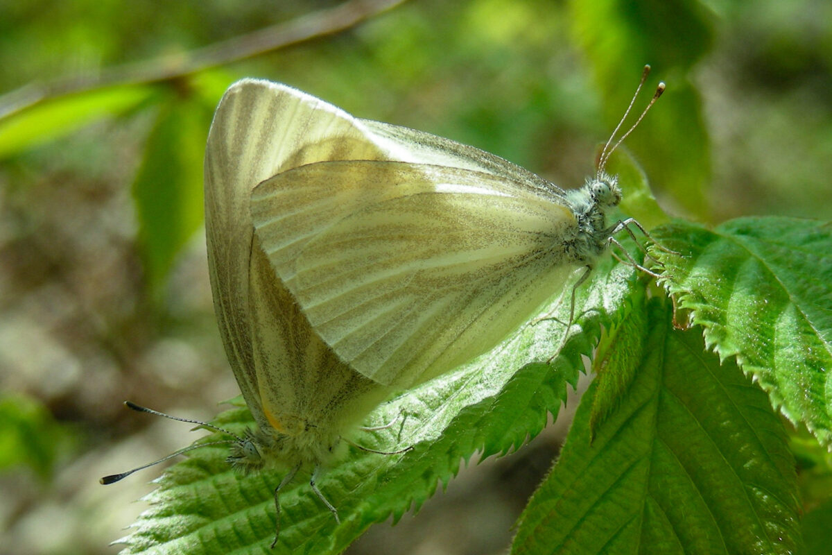 West Virginia White butterflies mating on fresh spring leaves © Kent McFarland