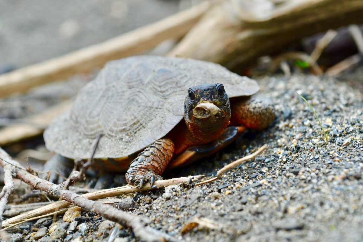 Wood Turtle <i>(Glyptemys insculpta)</i> © mellohrer (from iNaturalist) licensed under CC-BY-NC