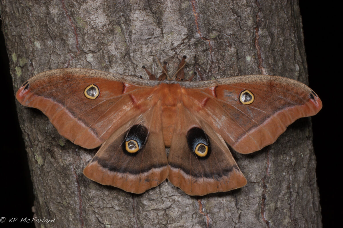 Polyphemus Moth (<i>Antheraea polyphemus</i>) © Kent McFarland