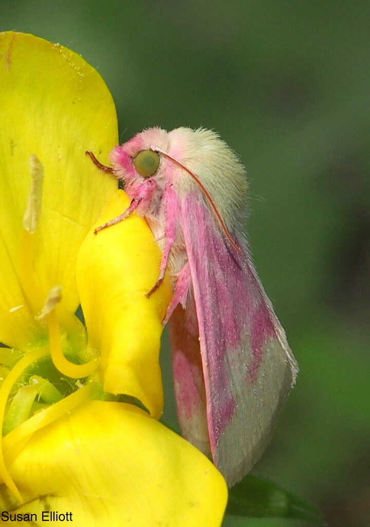 Primrose Moth (<i>Schinia florida</i>) in Aitken State Forest, Mendon, Vermont © Susan Elliott via iNaturalist licensed under CC-BY-NC
