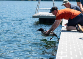 Lead Poisoning and a Love Triangle: A Tale of One Common Loon’s Brush with Death