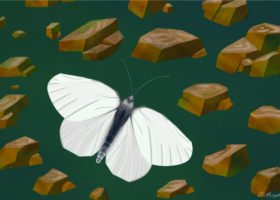 Searching for Butterflies: The West Virginia White