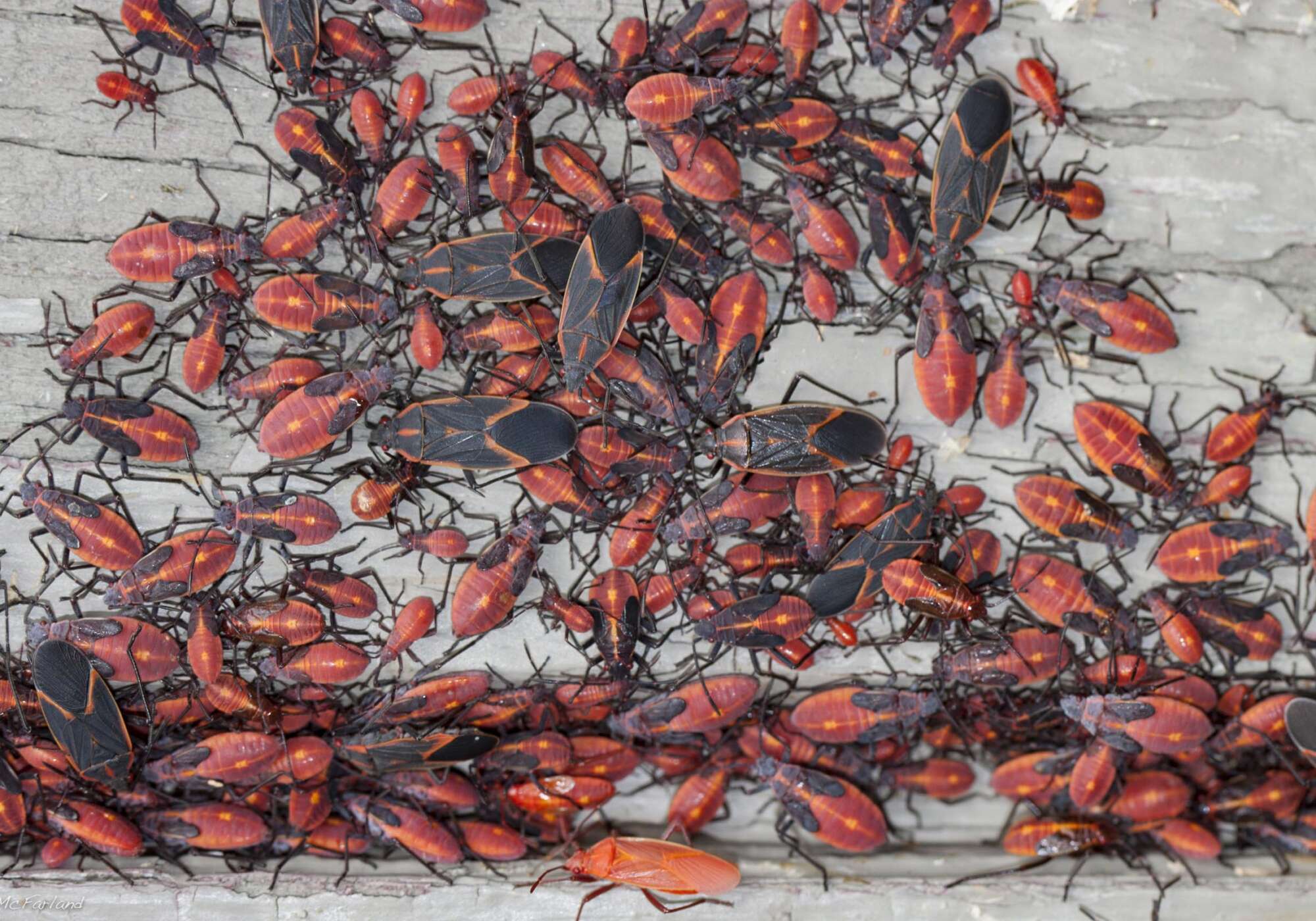 Boxelder Bugs gather © Kent McFarland